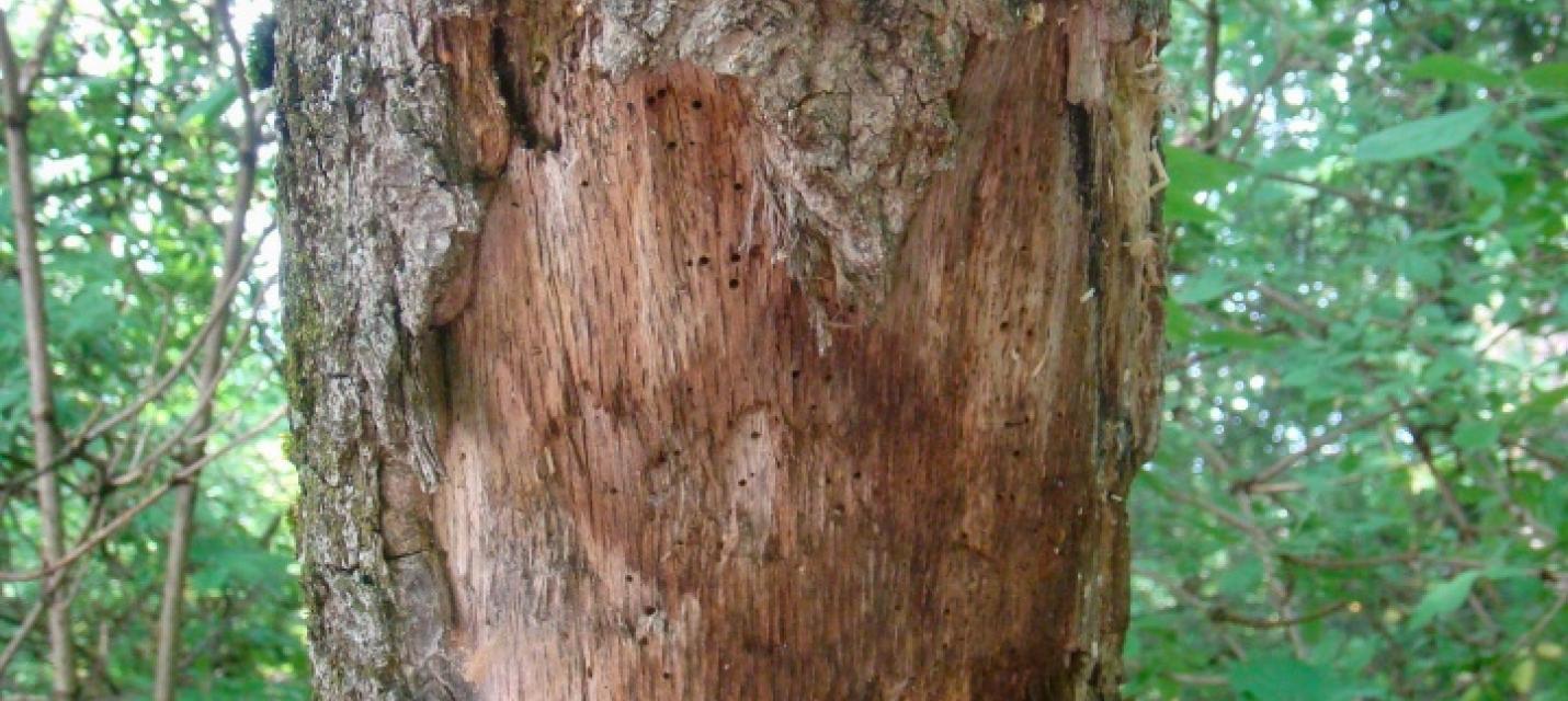 Baum mit Insektenlöchern